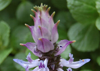 Qu'est-ce que les chiens détestent ?
