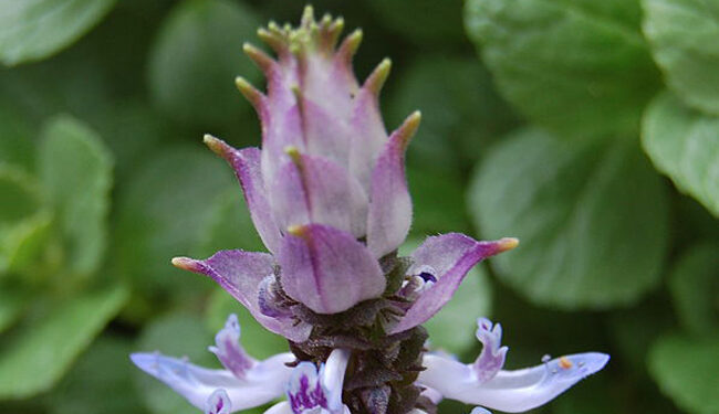 Qu'est-ce que les chiens détestent ?
