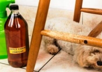 Qu'est-ce que les chiens détestent ?