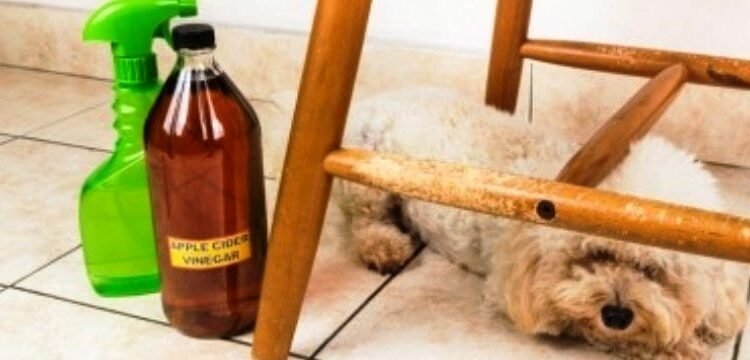 Qu'est-ce que les chiens détestent ?