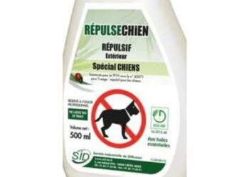 Qu'est-ce que les chiens détestent ?