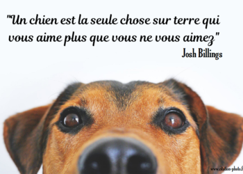 Qu'est-ce que les chiens détestent ?