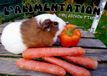 Qu'est-ce que les cochons d'Inde ne peuvent pas manger ?