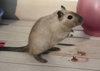 Qu'est-ce que les gerbilles aiment ?