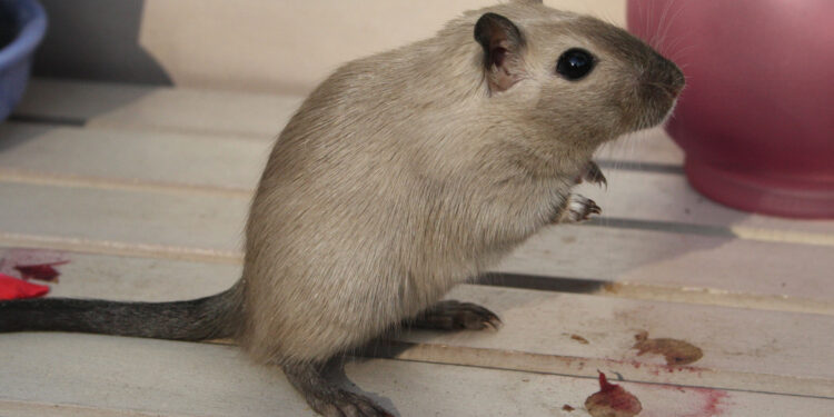 Qu'est-ce que les gerbilles aiment ?