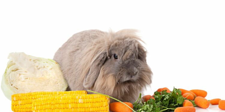 Qu'est-ce que les lapins adorent ?