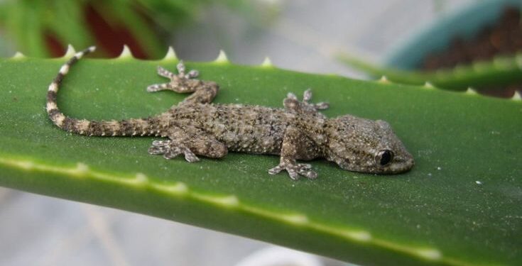 Qu'est-ce que les lézards aiment manger ?
