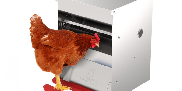 Qu'est-ce que les poules adorent ?