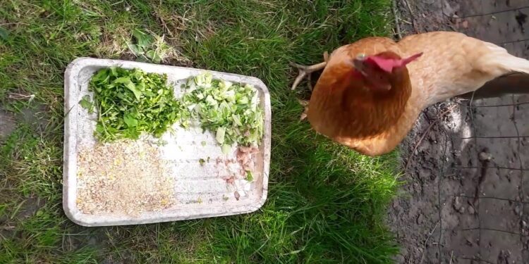 Qu'est-ce que les poules adorent manger ?