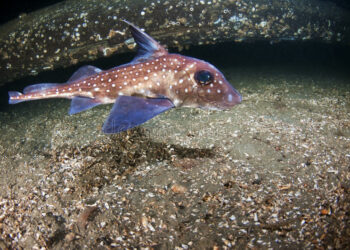 Qu'est-ce que les rats détestent ?
