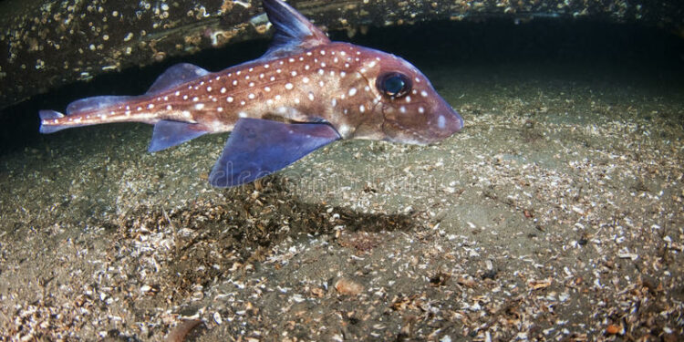 Qu'est-ce que les rats détestent ?