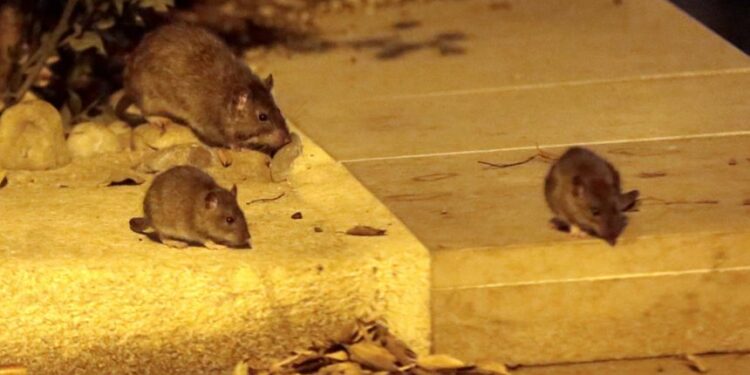 Qu'est-ce que les rats détestent ?