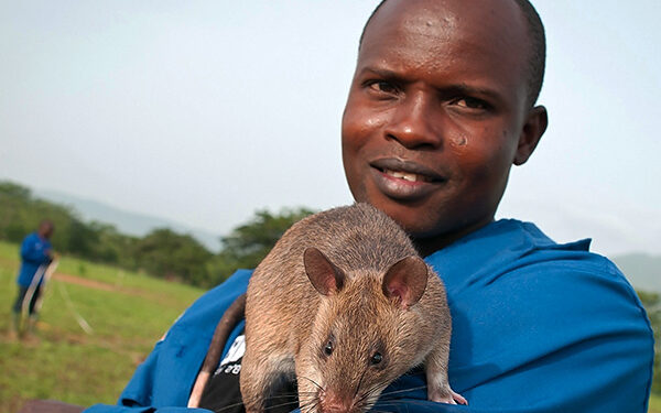 Qu'est-ce que les rats détestent ?