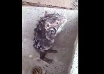 Qu'est-ce que les rats détestent ?