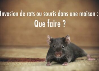 Qu'est-ce que les rats détestent ?