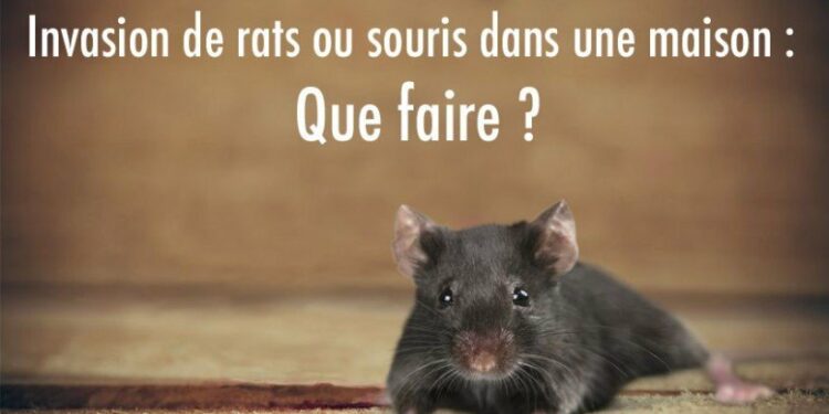 Qu'est-ce que les rats détestent ?