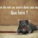 Qu'est-ce que les rats détestent ?
