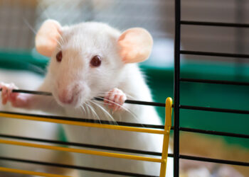 Qu'est-ce que les souris détestent ?