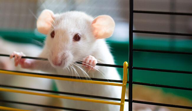 Qu'est-ce que les souris détestent ?