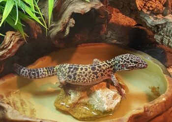 Qu'est-ce que mange un bébé gecko ?
