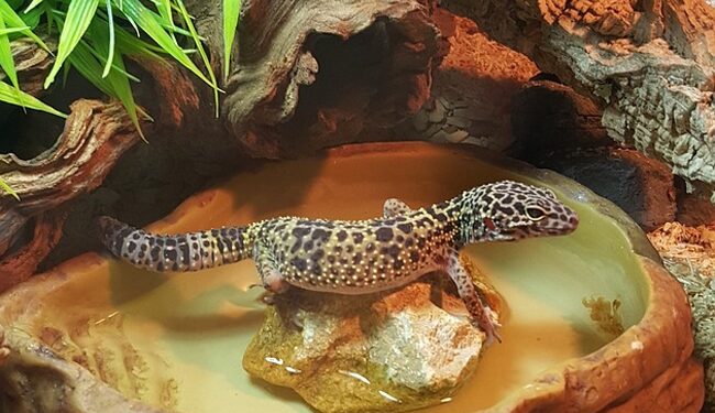 Qu'est-ce que mange un bébé gecko ?