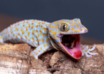 Qu'est-ce que mange un gecko ?