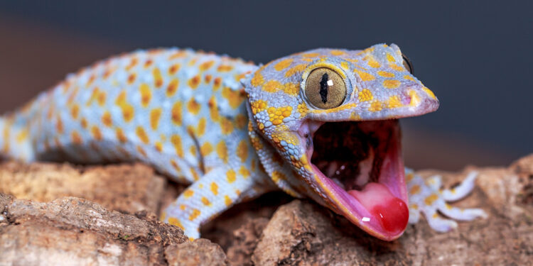 Qu'est-ce que mange un gecko ?