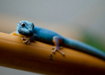 Qu'est-ce que mange un petit lézard ?