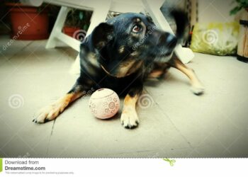 Qu'est-ce que mange un tatou ?