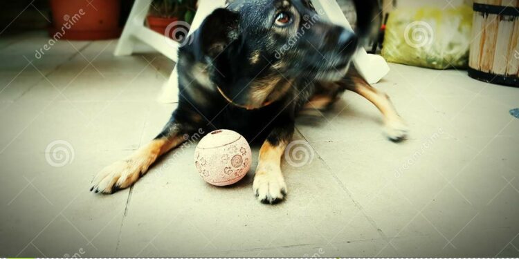 Qu'est-ce que mange un tatou ?