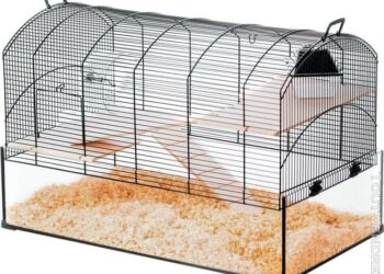 Qu'est-ce que mange une gerbille ?