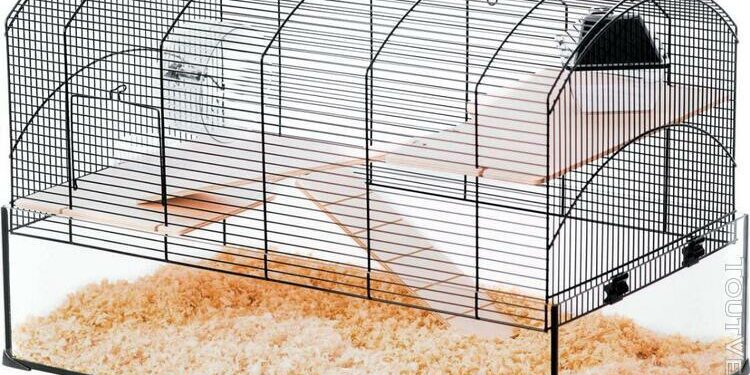 Qu'est-ce que mange une gerbille ?