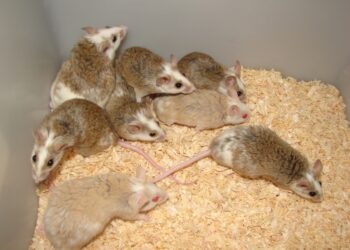 Qu'est-ce que mange une souris ?