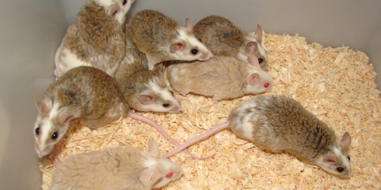 Qu'est-ce que mange une souris ?