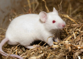 Qu'est-ce que mange une souris blanche ?