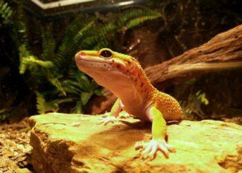 Qu'est-ce que mangent les geckos ?