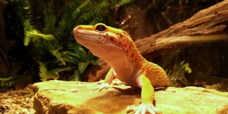 Qu'est-ce que mangent les geckos ?