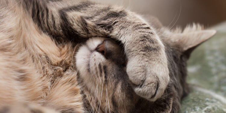 Qu'est-ce qui attire les chats ?