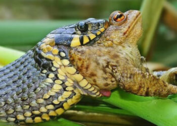 Qu'est-ce qui attire les couleuvres ?