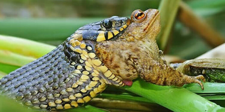 Qu'est-ce qui attire les couleuvres ?