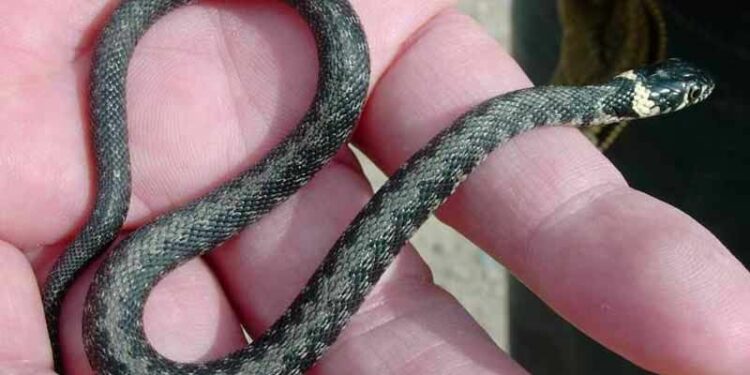 Qu'est-ce qui attire les couleuvres ?