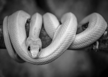 Qu'est-ce qui attire les couleuvres ?