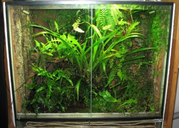 Qu'est-ce qui attire les geckos ?