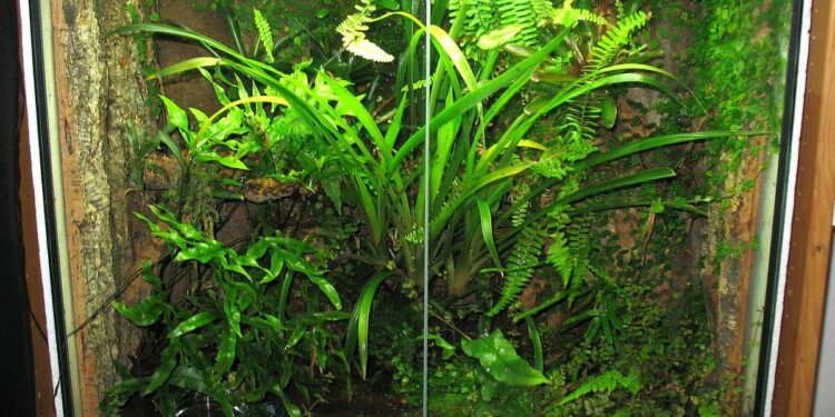 Qu'est-ce qui attire les geckos ?