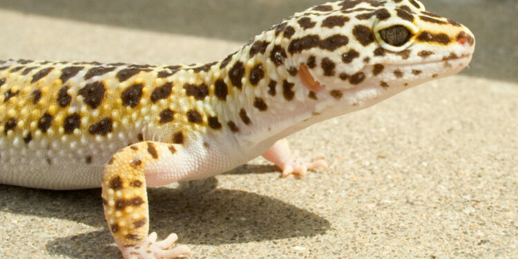 Qu'est-ce qui attire les geckos ?