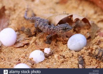 Qu'est-ce qui attire les geckos ?