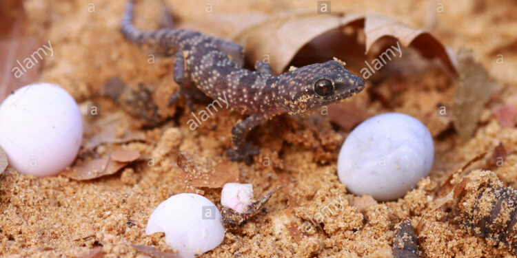 Qu'est-ce qui attire les geckos ?
