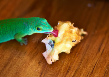 Qu'est-ce qui attire les lézards ?