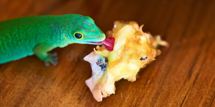 Qu'est-ce qui attire les lézards ?