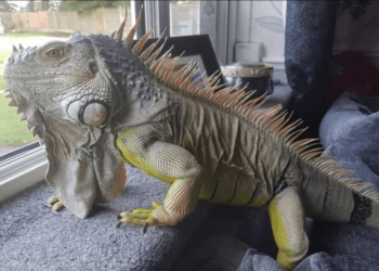 Qu'est-ce qui attire les lézards ?